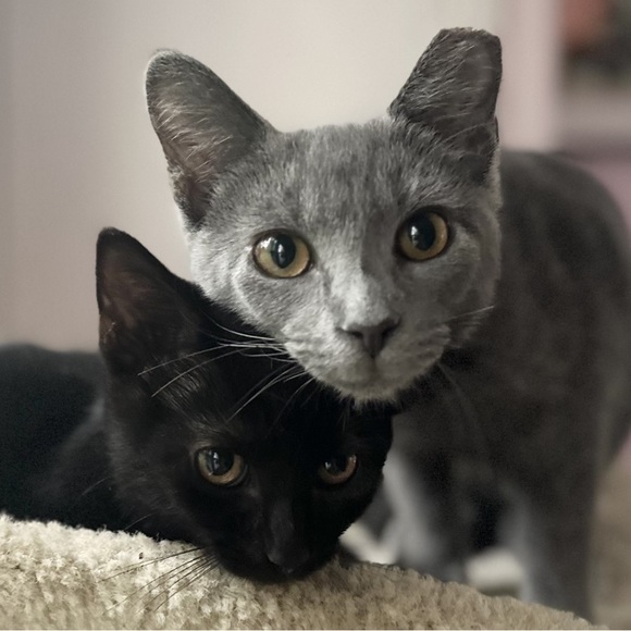 Meet your Posher, Nicole - Picture 1 of 1